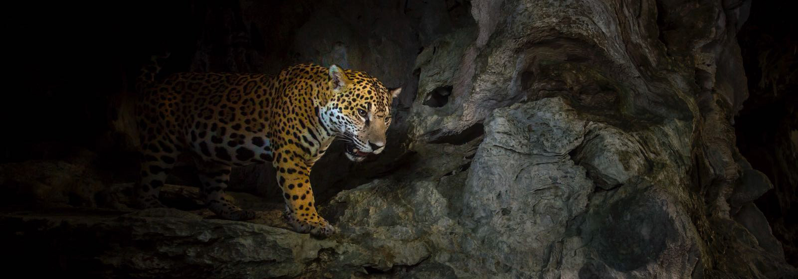 Jaguar at Runaway Creek in Belize