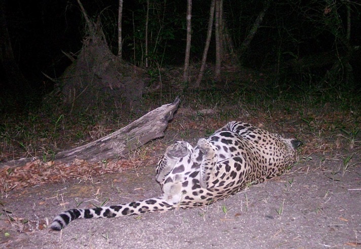 Jaguar at Runaway Creek