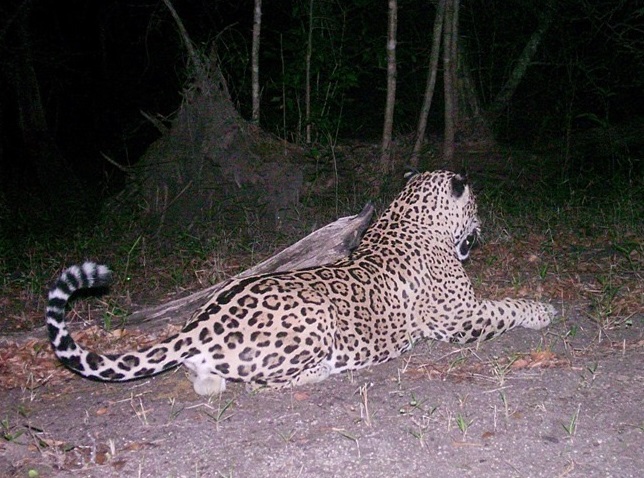 Jaguar at Runaway Creek
