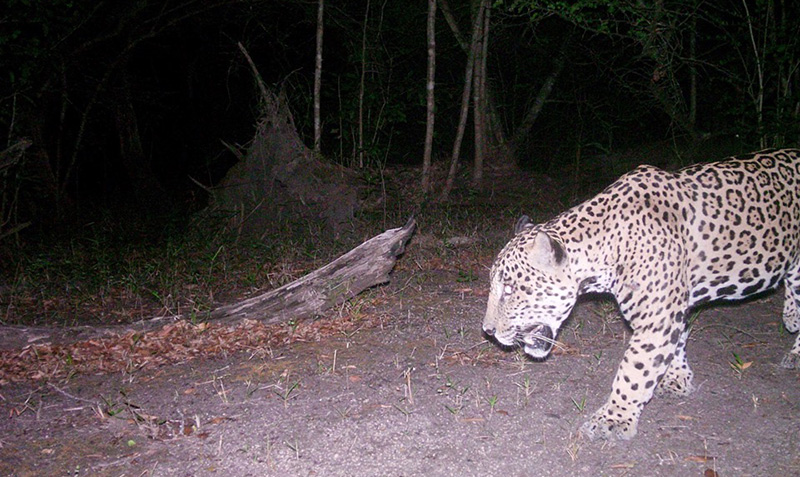 Jaguar at Runaway Creek, Belize
