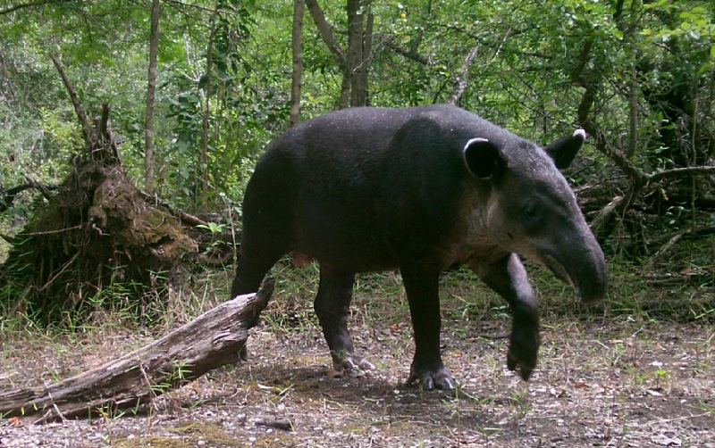 Baird tapir at Runaway Creek
